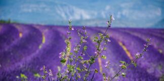 Czy jest gra mario na Xbox?