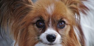 Dlaczego nie ma małych smartfonów?