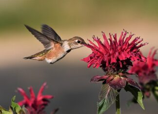 Kto jest właścicielem sieci Orange? Kto jest właścicielem sieci Orange?