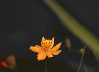 Czy Redmi to Xiaomi? Czy Redmi to Xiaomi?