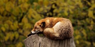 Co powoduje spanie z telefonem przy głowie?