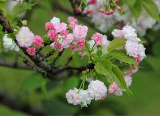 Jaka jest żywotność żarówki H7?