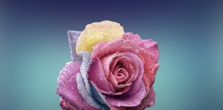 Czym się rożni C 330 od c 330m?