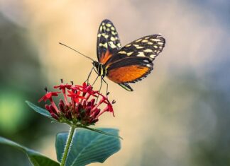 Czy antena do radia samochodowego musi mieć masę? Czy antena do radia samochodowego musi mieć masę?