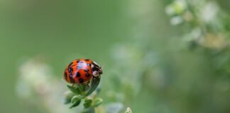 Jak usunąć kropki farby z lakieru?