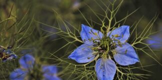 Czym się rożni biała glinka od zielonej?