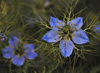 Czym się rożni biała glinka od zielonej? Czym się rożni biała glinka od zielonej?