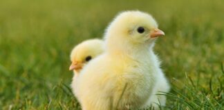 Jak naprawić cieknący kran?