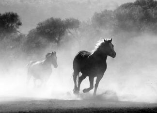 Jak dobrze palić papierosy? Jak dobrze palić papierosy?