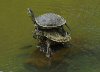 Jak często można nakładać wosk na samochód? Jak często można nakładać wosk na samochód?