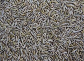 Gdzie produkowane są GLC?