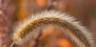 Jak odkamienić głowice baterii?