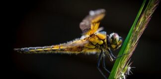 Ile pojedzie ścigacz 125?